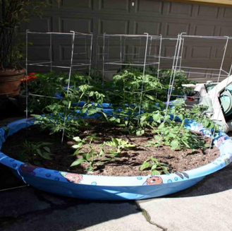Growing vegetables yourself can be fun and lends to being self-sufficient